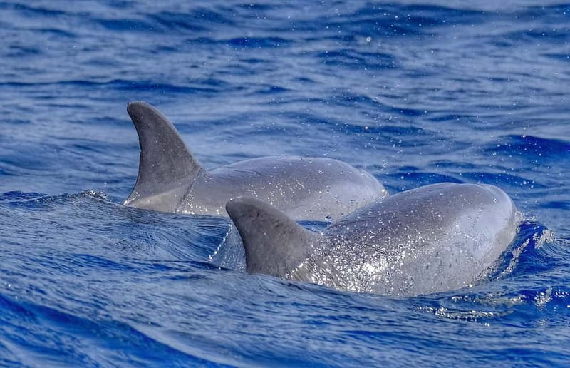 From Morro Jable: Dolphin and Whale Watching and Snorkelling - Key points before you book