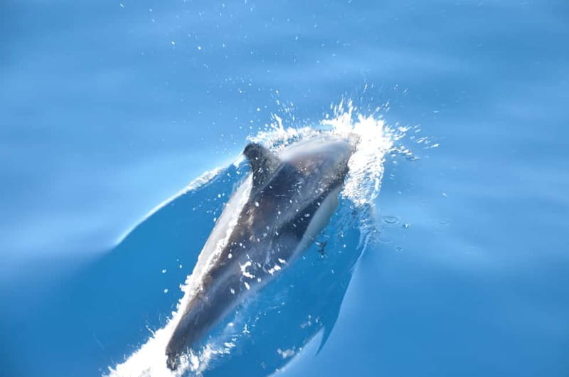From Morro Jable: Dolphin and Whale Watching and Snorkelling - Leaving Morro Jable for the open Atlantic