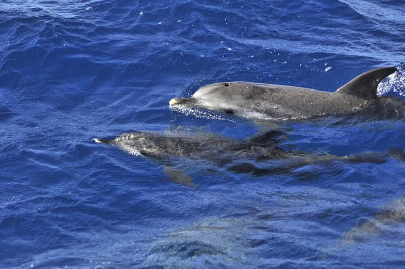 From Morro Jable: Dolphin and Whale Watching and Snorkelling - Searching for dolphins and pilot whales