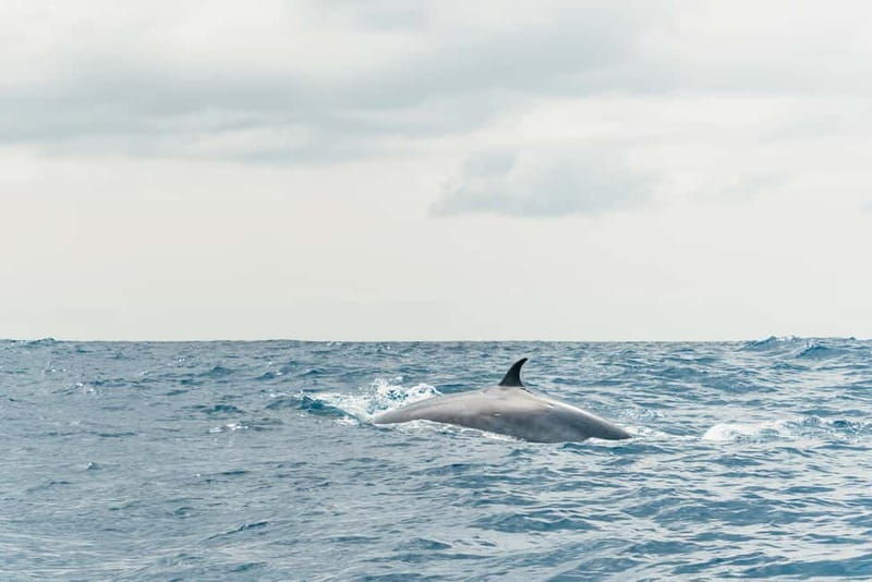 From Morro Jable: Dolphin and Whale Watching and Snorkelling - The guides, languages, and onboard mood