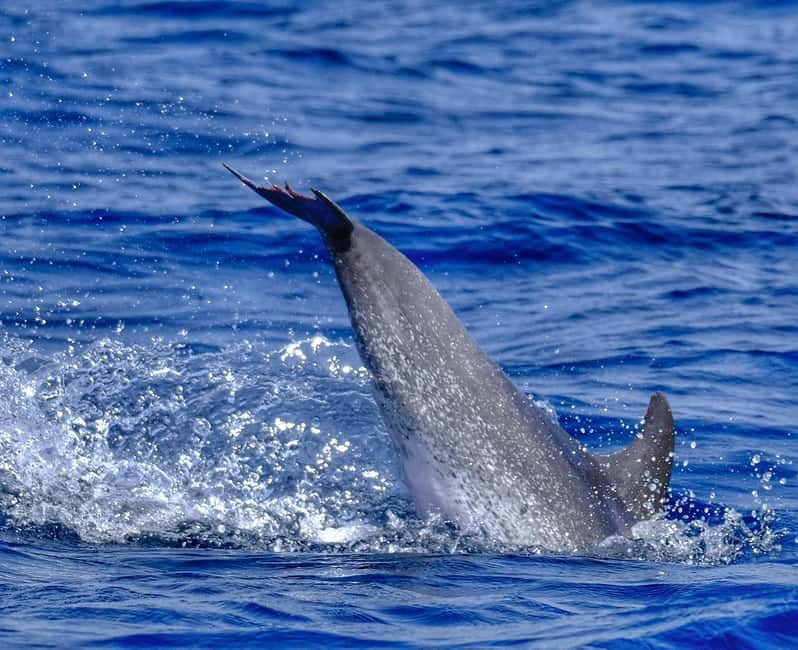 From Morro Jable: Dolphin and Whale Watching and Snorkelling - Is the $61 price good value?