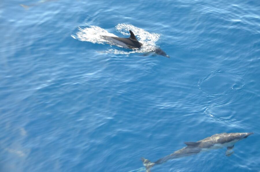 From Morro Jable: Dolphin and Whale Watching and Snorkelling - Who should book this Morro Jable trip?