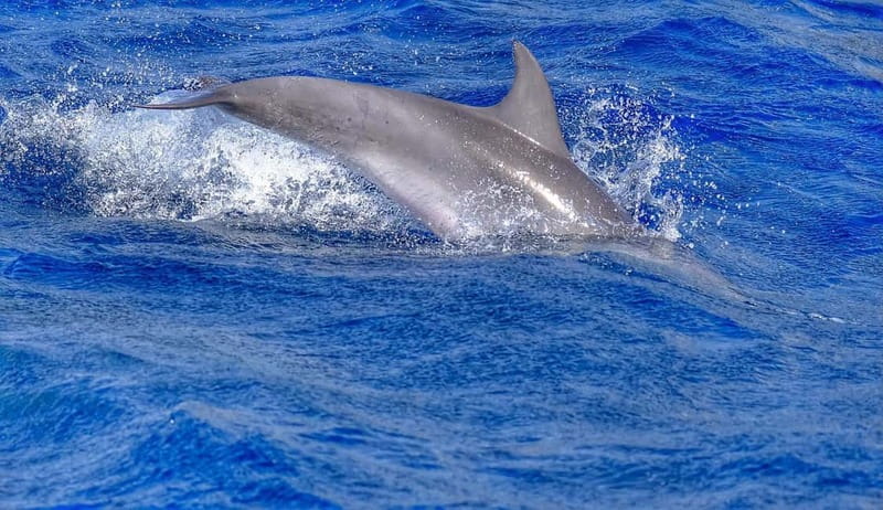 From Morro Jable: Dolphin and Whale Watching and Snorkelling - Should you book it?