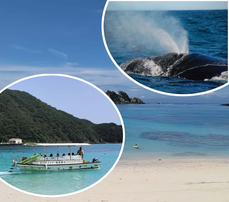 From Naha : Kerama, Tokashiki Island and Whale Watching Tour - Leaving Naha from Miegusuku Port