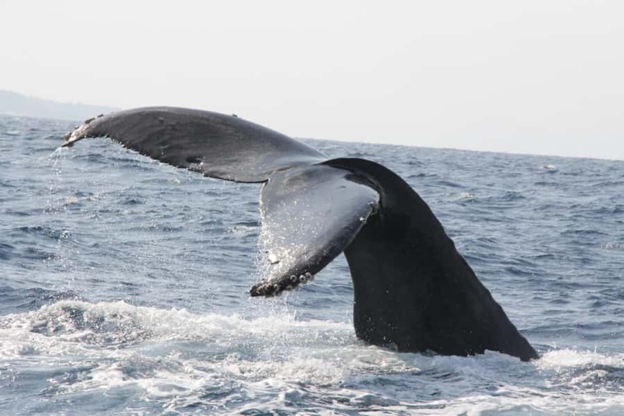 From Naha : Kerama, Tokashiki Island and Whale Watching Tour - Choosing your Tokashiki option
