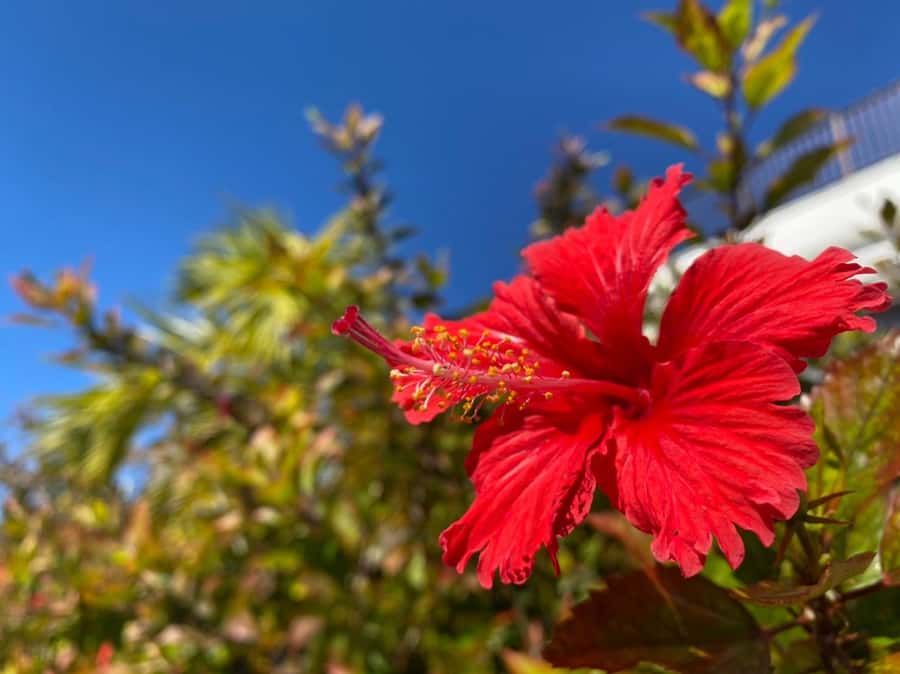 From Naha : Kerama, Tokashiki Island and Whale Watching Tour - Who should book this outing