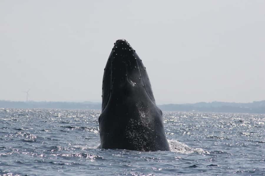 From Naha : Kerama, Tokashiki Island and Whale Watching Tour - Should you book it?
