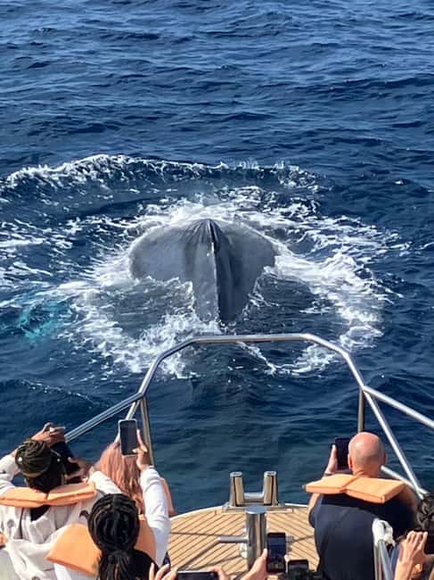 From Naha: Whale Watching with Pickup and English Guide - Why Okinawa is a whale-watching destination