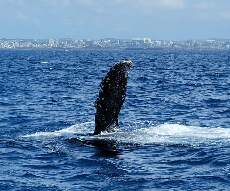From Naha: Whale Watching with Pickup and English Guide - Starting at Miegusuku Port in Naha