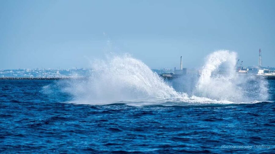 From Naha: Whale Watching with Pickup and English Guide - What the one-hour whale encounter is like