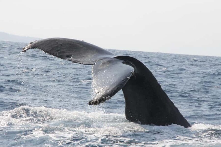 From Naha: Whale Watching with Pickup and English Guide - English support and the digital guide