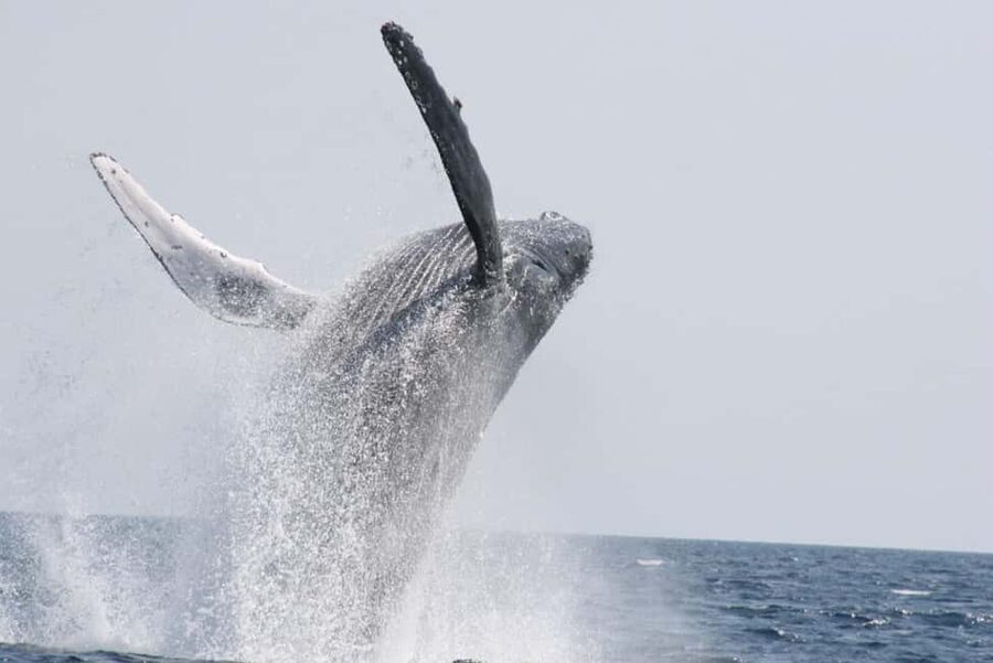 From Naha: Whale Watching with Pickup and English Guide - Price, pickup, and what you receive