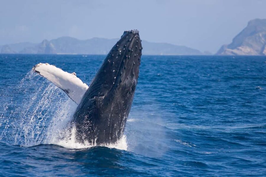 From Naha: Whale Watching with Pickup and English Guide - Three hours searching the Kerama waters