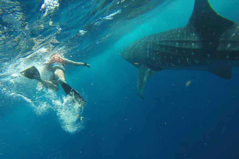 From Playa del Carmen: Whale Shark Tour - Should you book this whale shark tour?