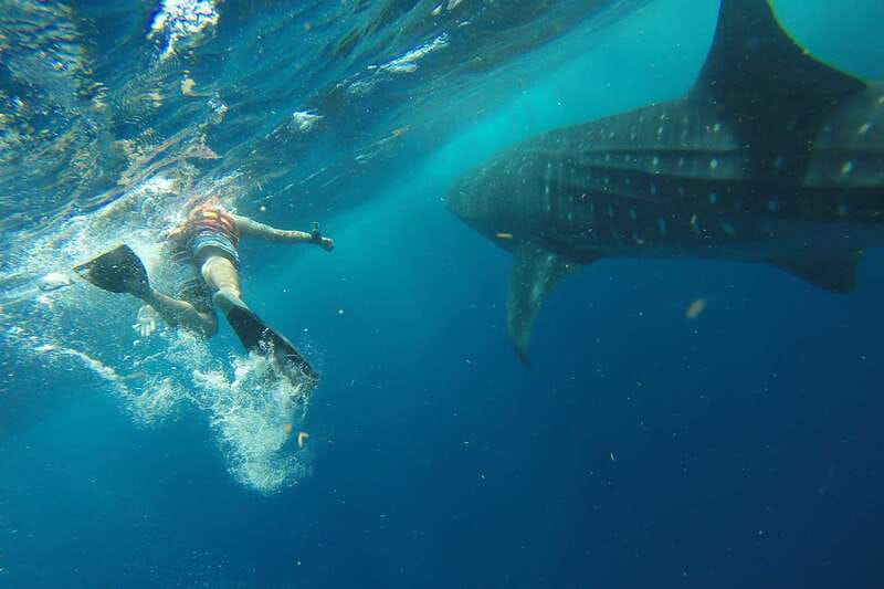 From Playa del Carmen: Whale Shark Tour - The Playa del Carmen pickup and long road to the marina