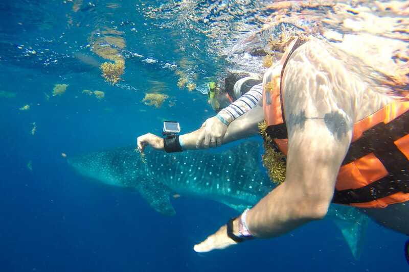 From Playa del Carmen: Whale Shark Tour - Lunch and a calmer hour at Playa Norte