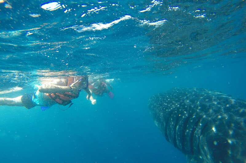 From Playa del Carmen: Whale Shark Tour - What the $195 price really covers