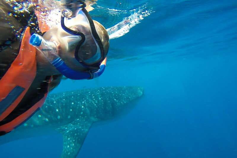 From Playa del Carmen: Whale Shark Tour - Who will get the most from this tour