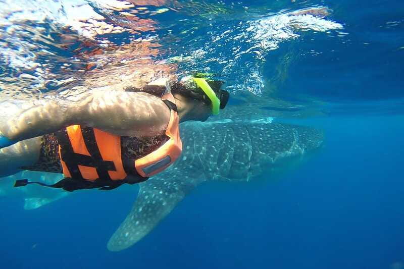 From Playa del Carmen: Whale Shark Tour - Booking details worth checking before you go