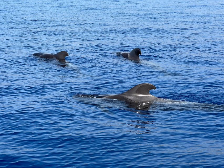 From Playa San Juan: Whale Watching, Gigantes, and Masca Bay - Seeing Los Gigantes From Below