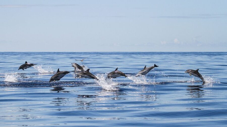 From Ponta Delgada: Whale and Dolphin Watching Trip - Why Ponta Delgada is a strong base for whale watching