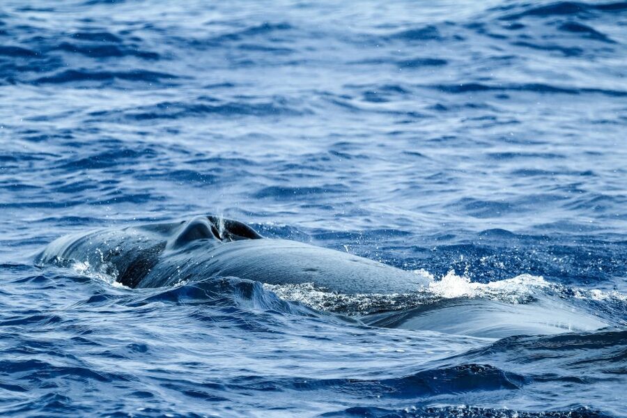 From Ponta Delgada: Whale and Dolphin Watching Trip - FAQ