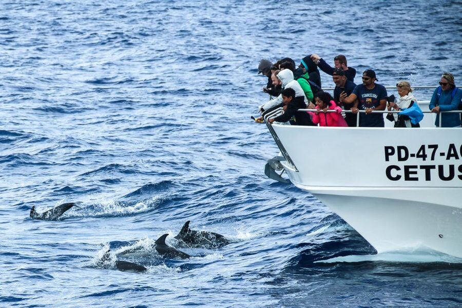 From Ponta Delgada: Whale and Dolphin Watching Trip - The 15-minute briefing sets the tone
