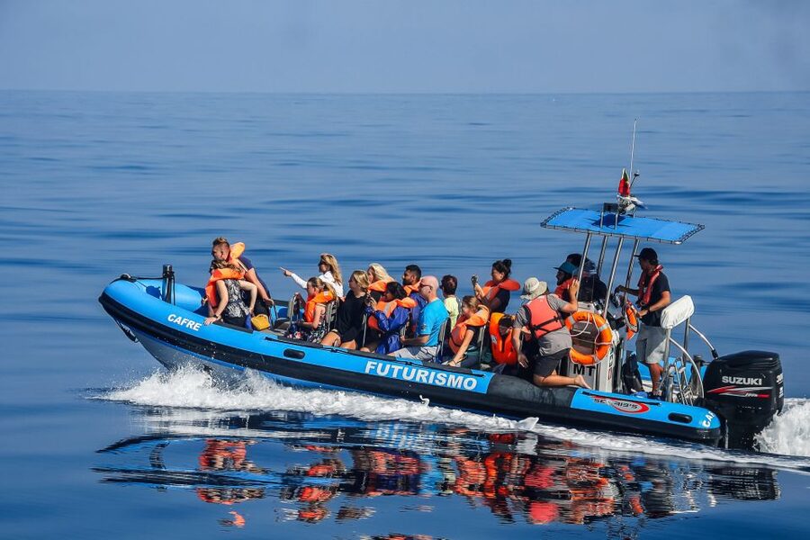 From Ponta Delgada: Whale and Dolphin Watching Trip - Two hours and 45 minutes of searching the Atlantic