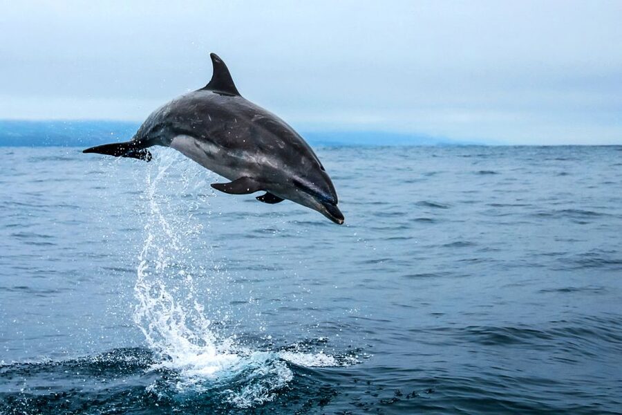 From Ponta Delgada: Whale and Dolphin Watching Trip - What the marine biologist adds