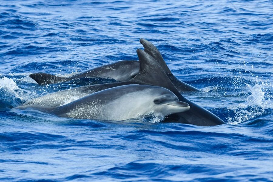 From Ponta Delgada: Whale and Dolphin Watching Trip - Seasonal planning: choose your expectations, not just your date