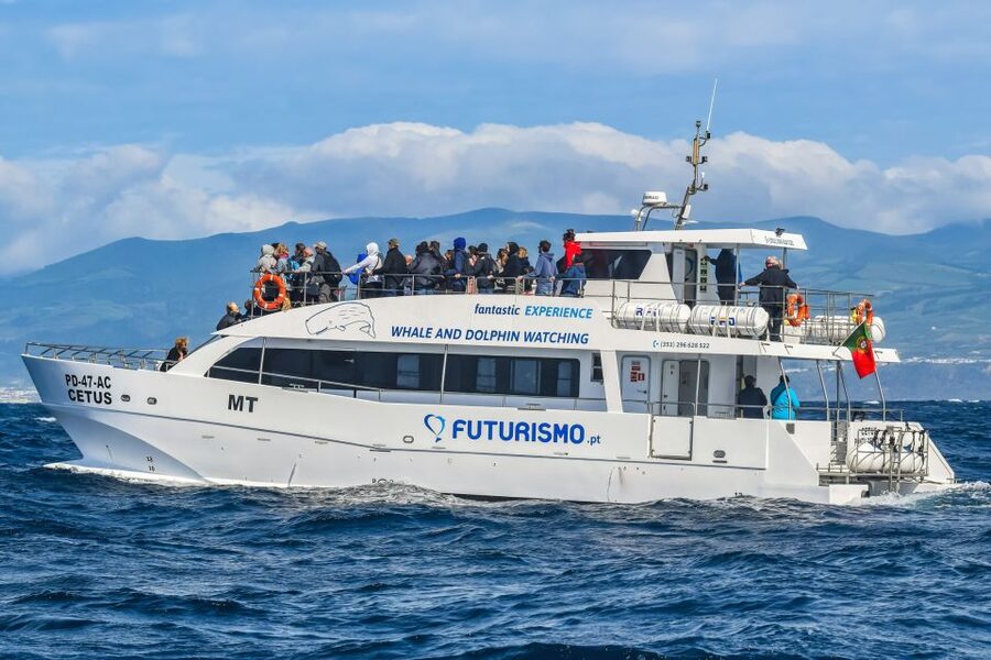 From Ponta Delgada: Whale and Dolphin Watching Trip - The price makes sense if you value expert guidance