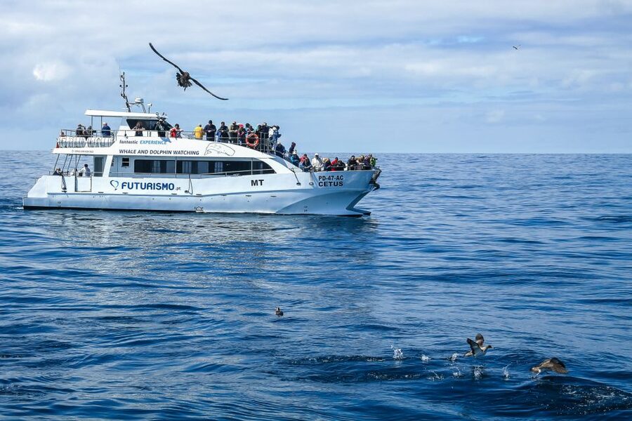 From Ponta Delgada: Whale and Dolphin Watching Trip - Who will enjoy this most