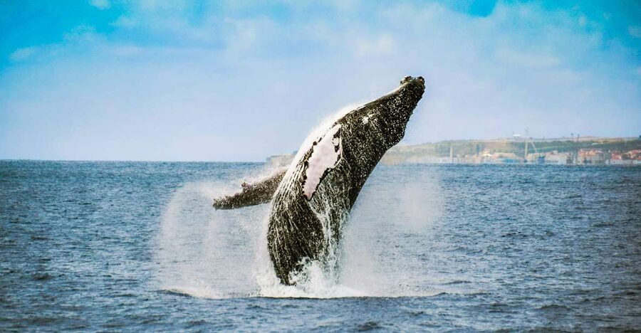 From Ponta Delgada: Whale and Dolphin Watching Trip - Should you book this whale-watching trip?