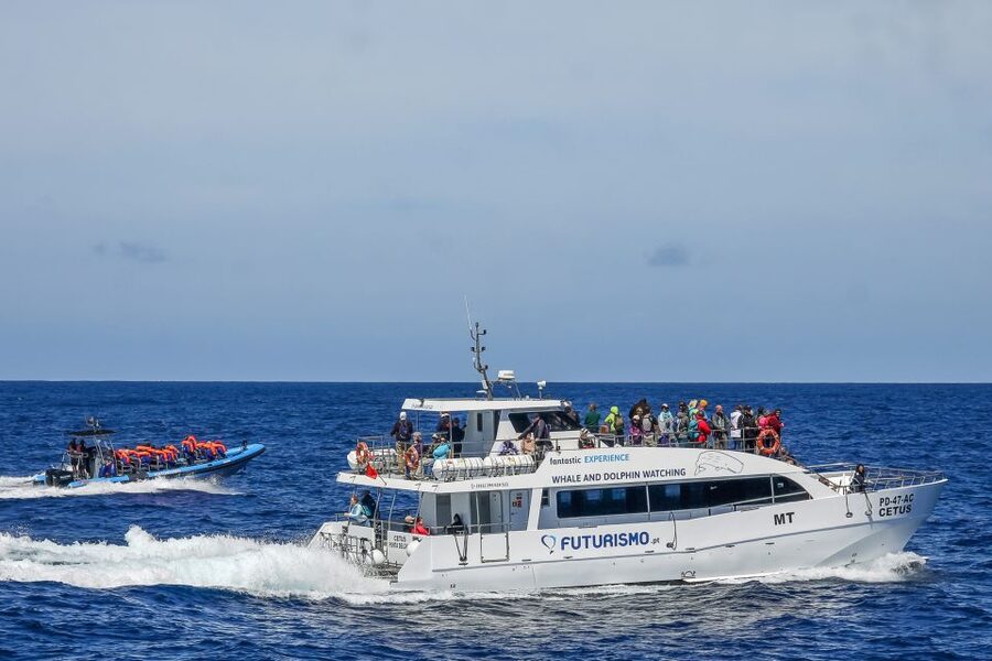From Ponta Delgada: Whale and Dolphin Watching Trip - Two boats, two very different moods