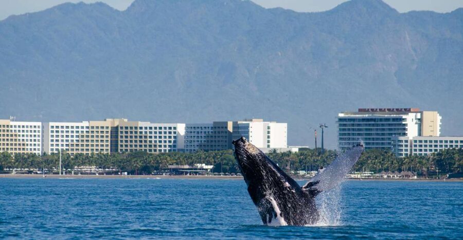 From Puerto Vallarta/Nuevo Vallarta: Whale Watching Cruise - Four hours on the Pacific