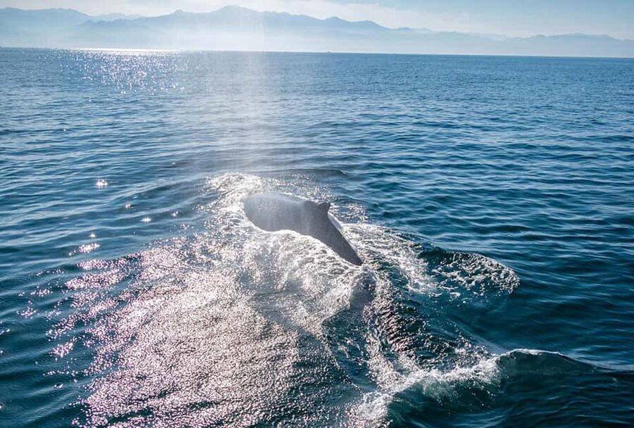 From Puerto Vallarta/Nuevo Vallarta: Whale Watching Cruise - The whale watching itself