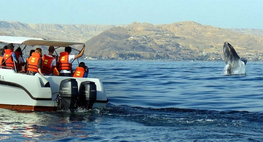 From Punta Cana: Samana Bay Whale-Watching Cruise with Lunch - Should you book this whale-watching cruise?