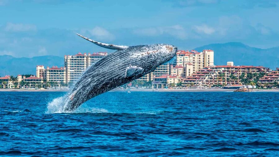 From Punta Cana: Samana Bay Whale-Watching Cruise with Lunch - The boat ride is about patience, not constant action