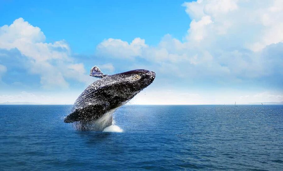 From Punta Cana: Samana Bay Whale-Watching Cruise with Lunch - El Limón waterfall may change the shape of your day