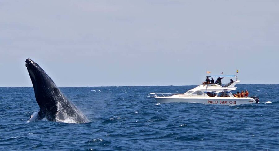 From Punta Cana: Samana Bay Whale-Watching Cruise with Lunch - What to pack and how to set your expectations