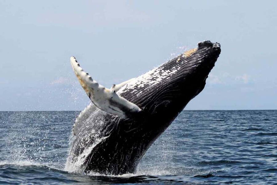 From Punta Cana: Samana Bay Whale-Watching Cruise with Lunch - Who will enjoy this Samana excursion