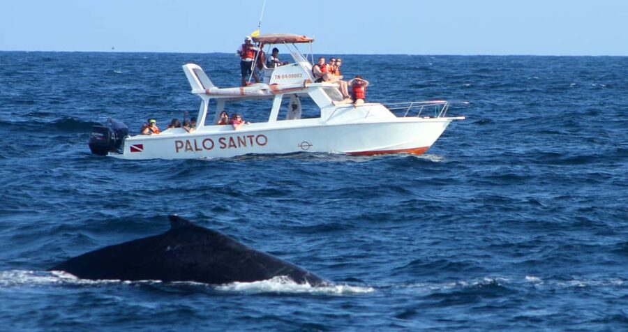 From Punta Cana: Samana Bay Whale-Watching Cruise with Lunch - Cayo Levantado gives the day a welcome pause