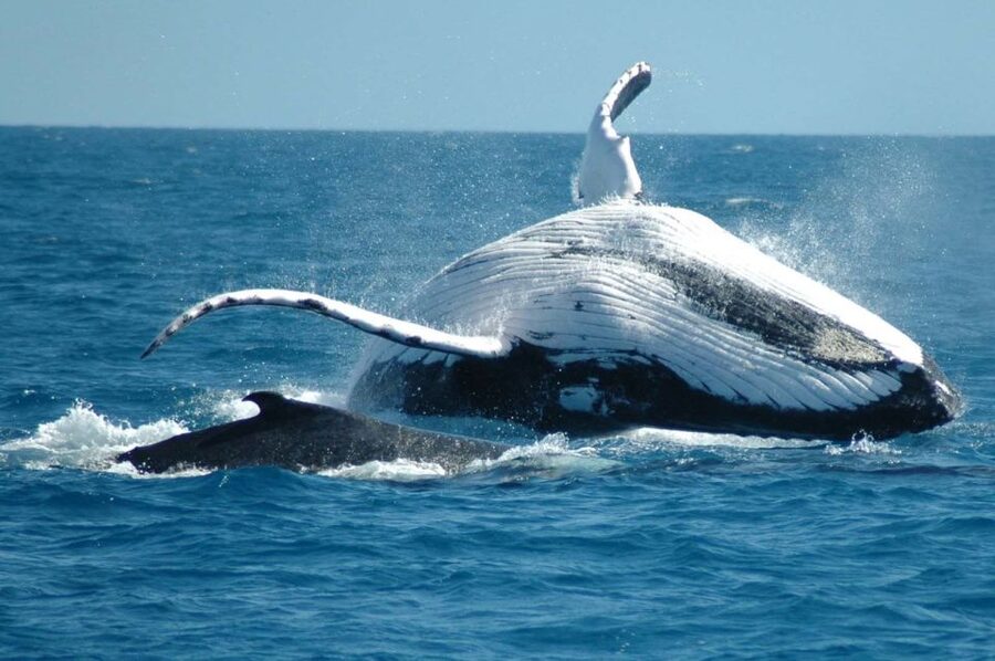From Punta Cana: Sanctuary Whale Watching Day Trip - Lunch at Rancho Los Cocos