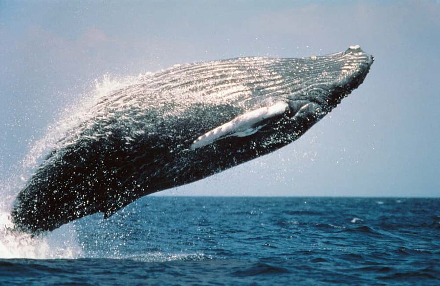 From Punta Cana: Sanctuary Whale Watching Day Trip - Boarding the speedboat for Samaná Bay