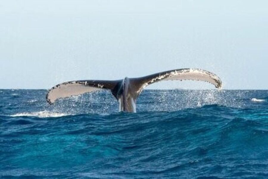 From Punta Cana: Whale Watching and Montana Redonda Tour - Booking details and value