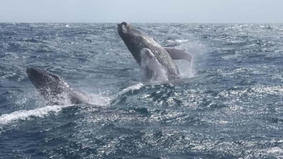 From Punta Cana: Whale Watching and Montana Redonda Tour - Whale watching in Samaná Bay