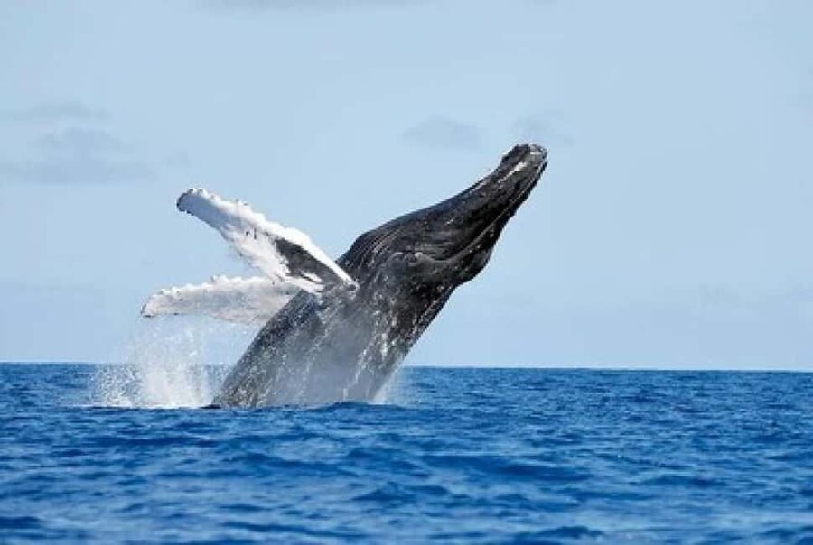 From Punta Cana: Whale Watching and Montana Redonda Tour - Returning to Miches, then climbing Montaña Redonda