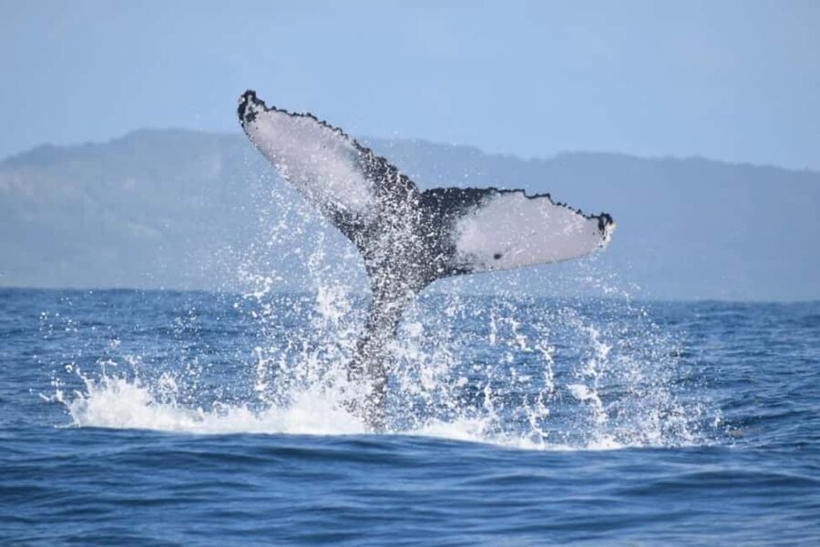 From Punta Cana: Whale Watching and Montana Redonda Tour - Dominican lunch above the Atlantic