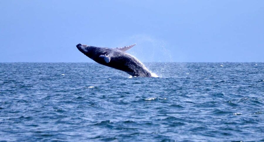 From Punta Cana: Whale Watching and Montana Redonda Tour - Who should book this excursion