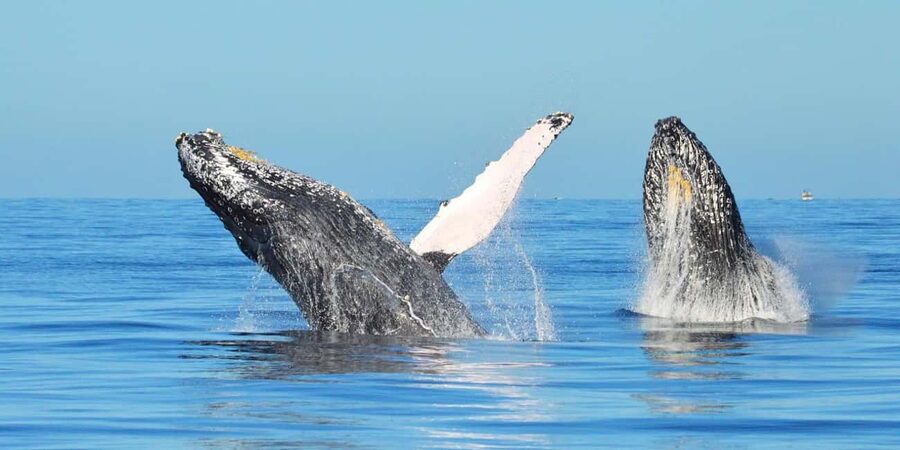 From Punta Canta: Whale Watching Cruise with Cayo Levantado - From Punta Cana to Las Cañitas Dock